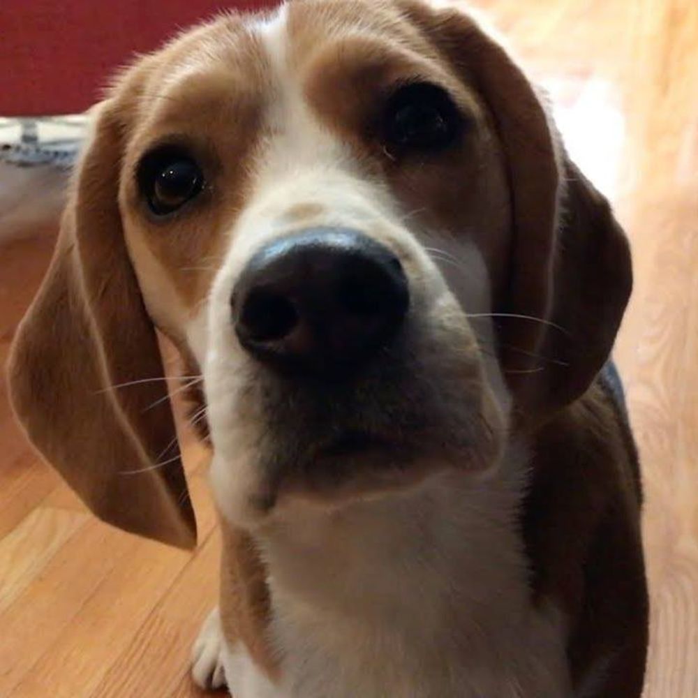 Meet your Posher, Betsy